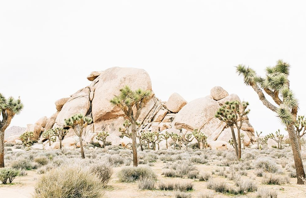 Joshua Tree Prints – Hi Desert Daydream